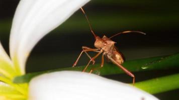 Adult Broad-headed Bug photo