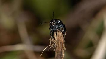 escarabajo de hoja negra