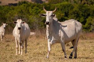 vaca adulta en una granja foto