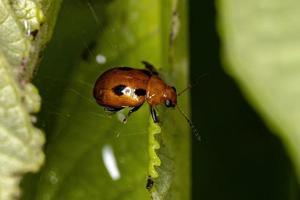Adult Leaf Beetle photo