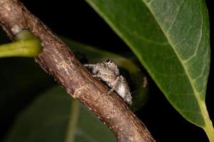 araña saltadora macho foto