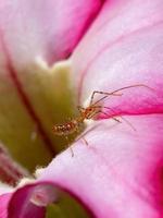 Assassin Bug nymph photo