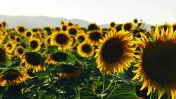 girasoli nel verde della natura video