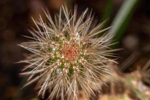 Cactus with spines photo