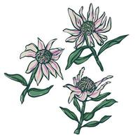 Vector hand-drawn textured Sunflower illustration motif graphic resource botanical art