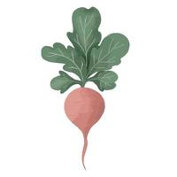 Beetroot Vegetable Root Crop vector