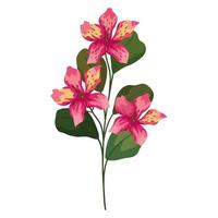 orchid flowers with leaves vector