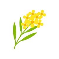 mustard flower vector illustration isolated on white background