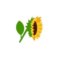 Sunflower side view vector illustration isolated on white background
