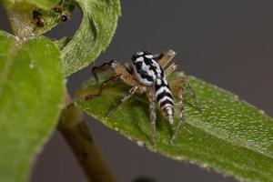 Small Jumping spider
