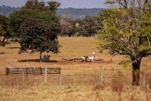 Typical pasture fields photo