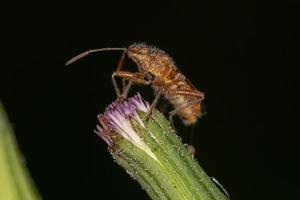 insecto adulto de la planta sin olor foto