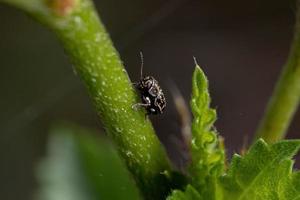 pequeño escarabajo de las escrituras foto