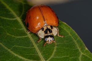 escarabajo asiático adulto foto
