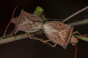 Adult Green belly bug photo