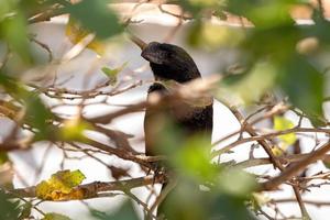 Smooth billed Ani photo