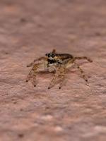 Gray Wall Jumping Spider photo