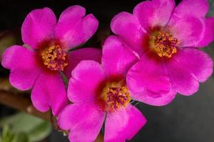 flor de verdolaga paraguaya foto