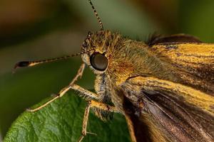 Brazilian Yellow Skipper photo