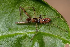 Assassin Bug Nymph photo