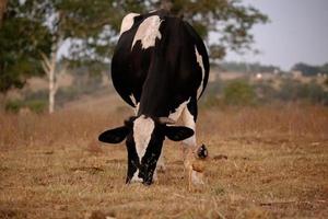 Adult cow in a farm photo