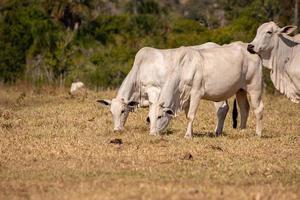 vaca adulta en una granja foto