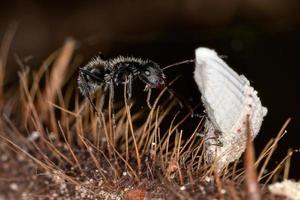 Interacción simbólica entre hormigas carpinteras e insectos escamosos.
