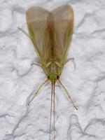 Caddisfly verde adulto foto