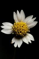 Flower of Tridax Daisy photo