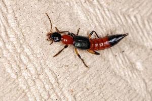 escarabajo rojo de latigazo foto