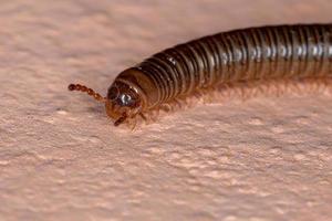 Brazilian Parajulid Millipede photo