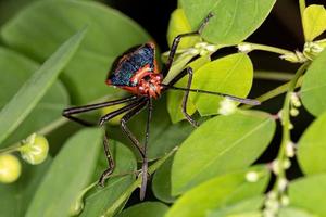 Leaf footed Bug photo