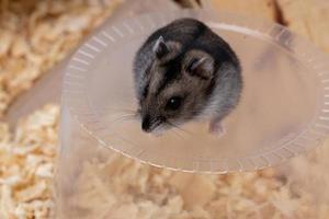 Campbell's dwarf hamster photo