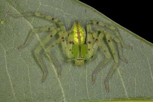 araña cazador verde foto