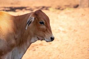 vaca adulta en una granja foto