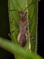 Adult Broad-headed Bug photo