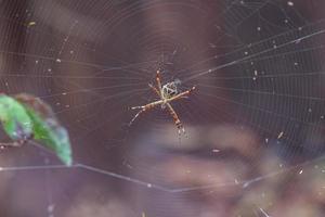 orbweaver jardín de plata foto