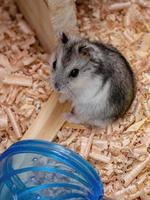 Campbell's dwarf hamster photo