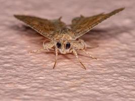 Adult Underwing moth photo