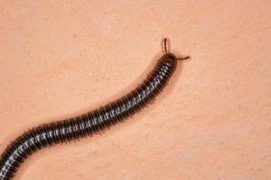 Brazilian Parajulid Millipede photo