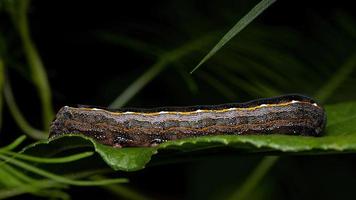 Small Caterpillar eating a plant photo