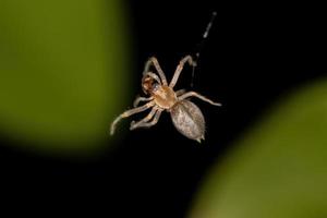 Small Ghost Spider photo