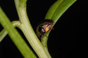 Adult Ebony Bug photo