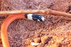 Reinhardt's Burrowing Snake photo