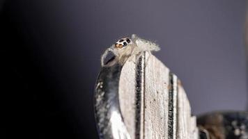 Small Jumping spider photo