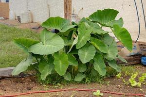 hojas de la planta de taioba verde foto