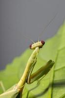 mantis unicornio hembra adulta foto