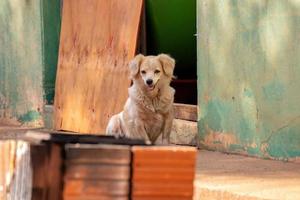 Domestic dog with selective focus photo