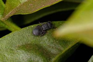 pequeña hormiga tortuga negra adulta foto