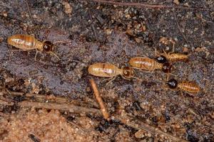 Adult Nasute Termites photo